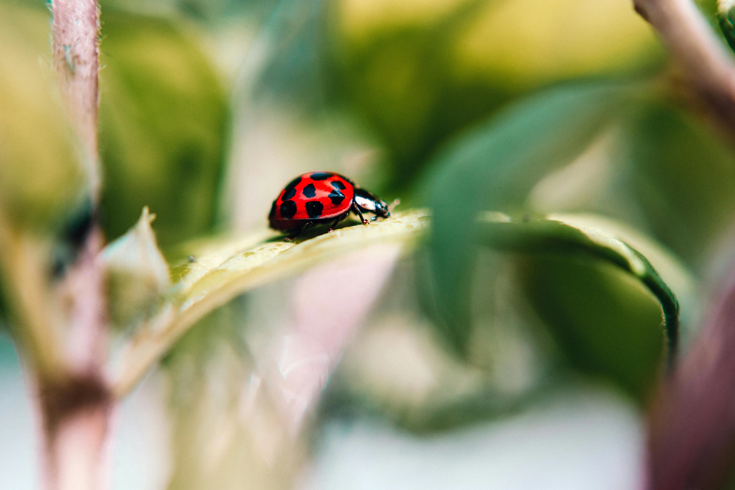 a lady bug sitting on top of a green leaf, pexels contest winner, 🦩🪐🐞👩🏻🦳, avatar image, miniature animal, watch photo