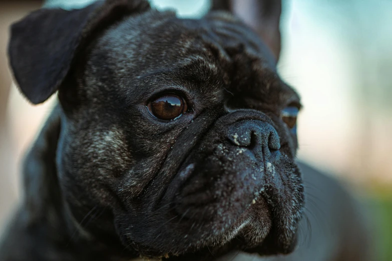 a close up of a dog looking at the camera, by Adam Marczyński, pexels contest winner, french bulldog, black, today\'s featured photograph 4k, brown