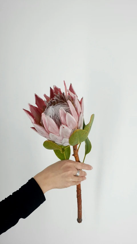 a person holding a flower in their hand, product display photograph, large tall, spiky, soft blush