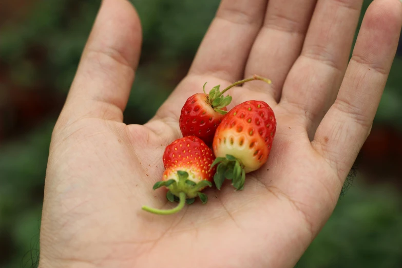 a person holding three strawberries in their hand, by Jessie Algie, unsplash, straya, close up of iwakura lain, different sizes, clathrus - ruber