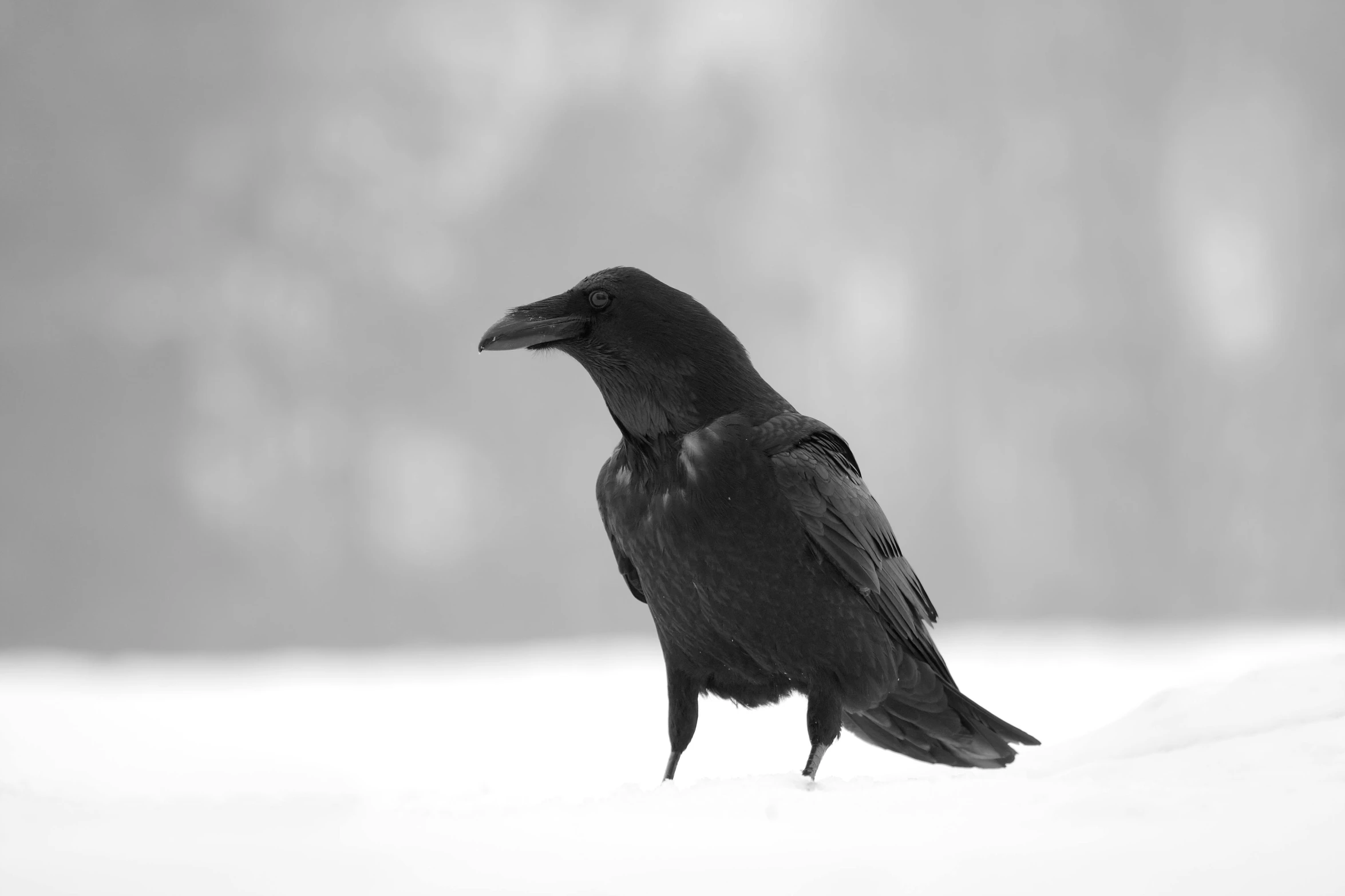 a black bird is standing in the snow, a black and white photo, by Gonzalo Endara Crow, pexels contest winner, baroque, kramskoi 4 k, black main color, on white, resting