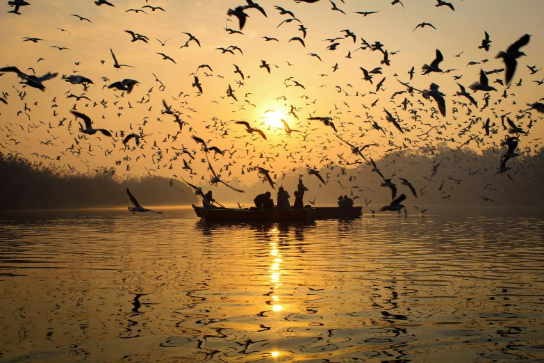 a group of birds flying over a body of water, by Sunil Das, pexels contest winner, hurufiyya, morning sunlight, fishing, graphic print, national geographic quality