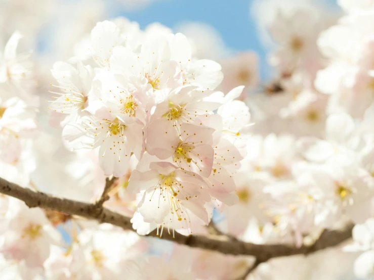 a close up of a bunch of flowers on a tree