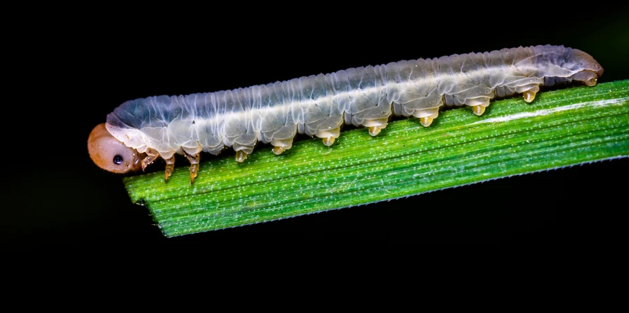 a close up of a cater on a plant, a macro photograph, by Jan Rustem, maggots, left profile, semi-transparent, lawn