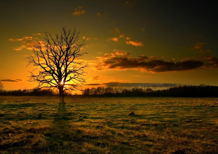 a lone tree in a field at sunset, pexels contest winner, dead tree, sunset lighting 8k, paul barson, yellow sky