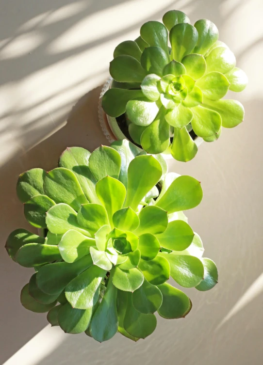 a couple of green plants sitting on top of a table, sun lighting from above, soft rim light, light green, uplit