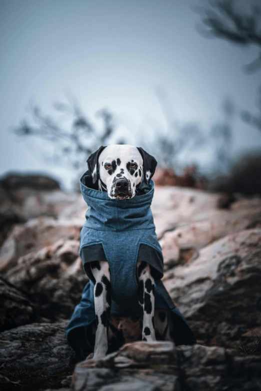 a dalmatian dog sitting on top of a pile of rocks, inspired by Elke Vogelsang, unsplash contest winner, wearing a blue hoodie, highly detaild, wearing a turtleneck and jacket, wrinkly