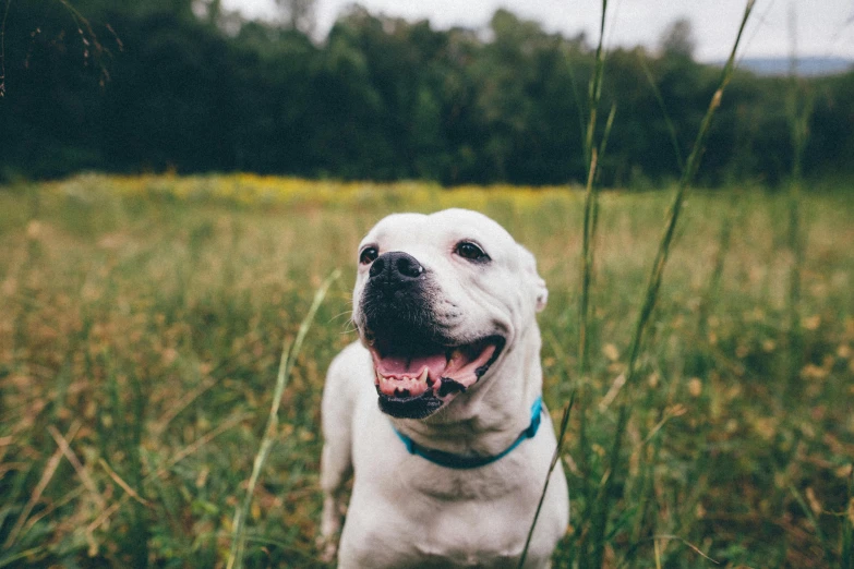 a white dog standing on top of a lush green field, pexels contest winner, happy with his mouth open, pits, wrinkles, youtube thumbnail