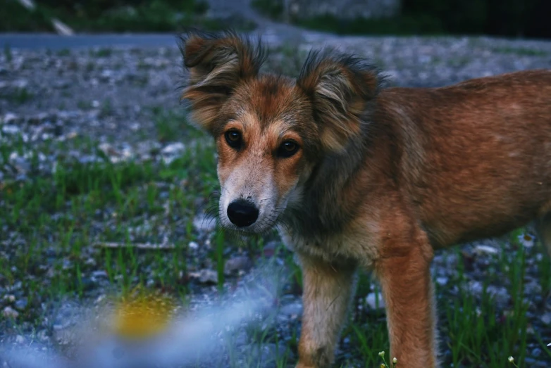 a brown dog standing on top of a lush green field, a portrait, pexels contest winner, fluffy ears, taken in the night, cinematic movie still, beautiful picture of stray