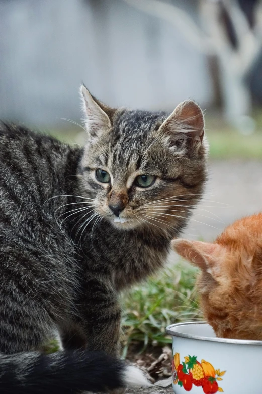 a couple of cats that are eating out of a bowl, profile image, adoptables, in the yard, up-close