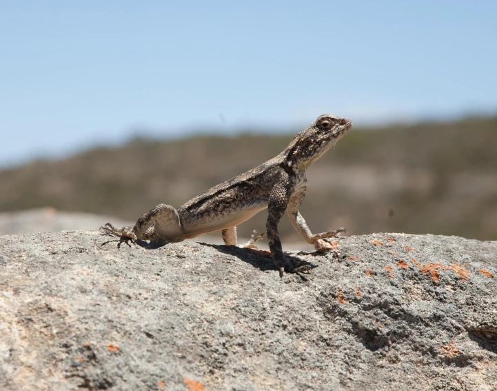 a lizard sitting on top of a rock, lachlan bailey, large horned tail, roaming the colony, male and female