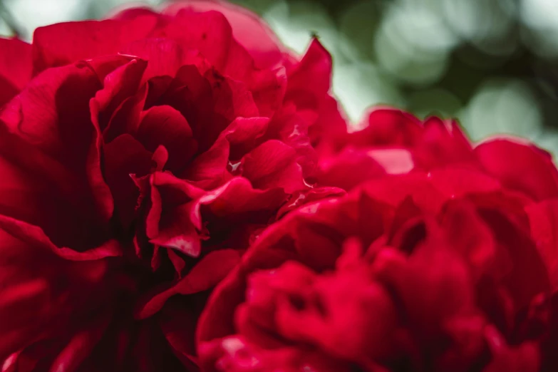 a close up of a red flower with a blurry background, pexels contest winner, romanticism, many peonies, ruffles, instagram post, full frame image