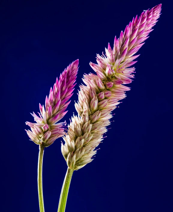 two pink and white flowers against a blue background, a macro photograph, by Joan Ayling, art photography, bullrushes, purple volumetric lighting, ilustration, orange grass