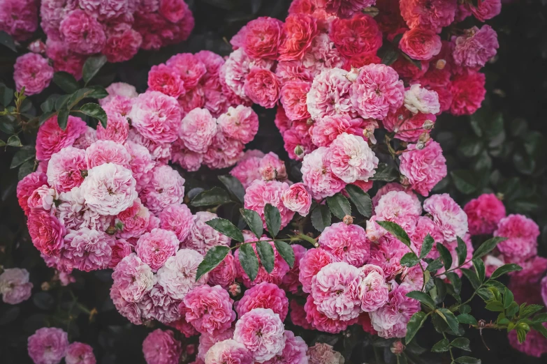 a bunch of pink and white flowers with green leaves, pexels, rose garden, ((pink)), instagram post, made of flowers