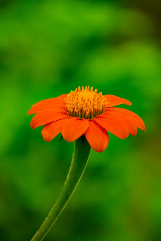 a single orange flower with a green background, a portrait, by Dave Melvin, brightly colored, tall, album, paul barson