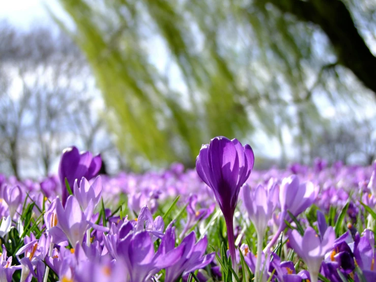 a field of purple flowers with a tree in the background, purple tubes, spring on saturn, burst of colour, gardening