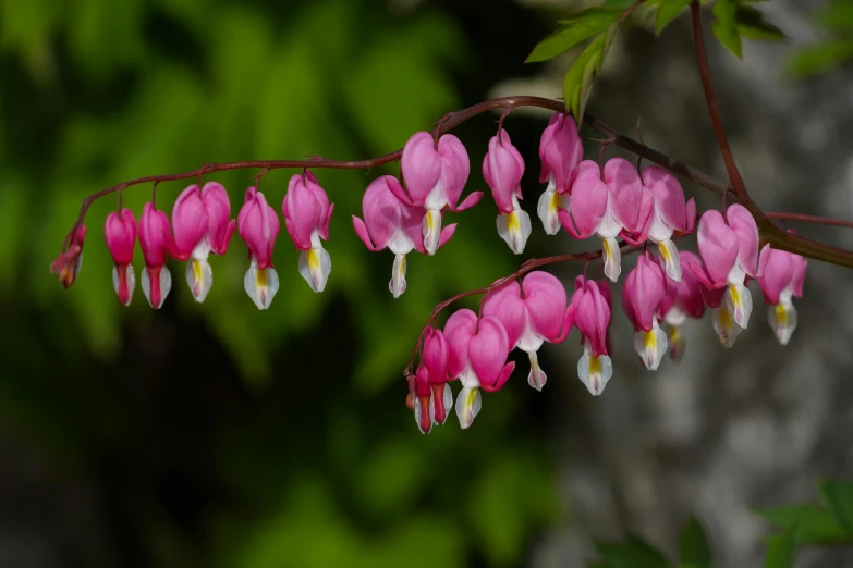 a close up of a plant with pink flowers, falling hearts, the empress’ hanging, 2 colours, woodlands