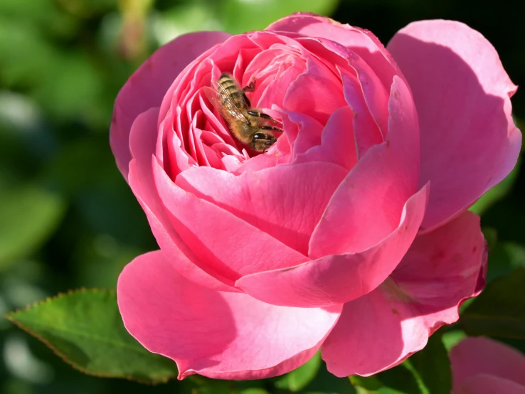 a pink rose with a bee on it, inspired by Barbara Nasmyth, pexels contest winner, fan favorite, australian, grey, raspberry