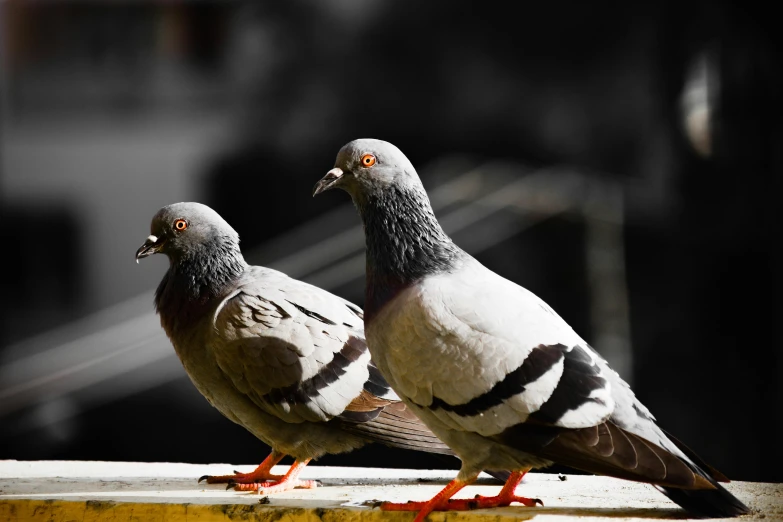 two pigeons standing next to each other on a ledge, pexels contest winner, photorealism, selective color effect, brown, medium-shot, islamic