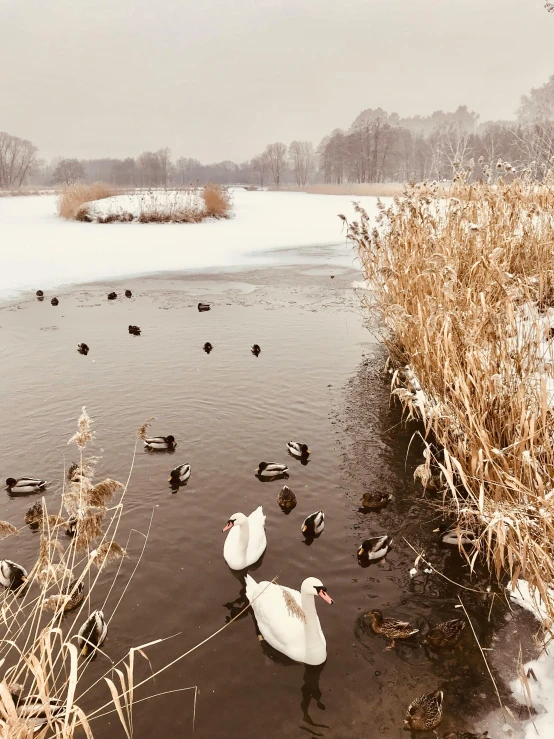 a number of ducks in a body of water, an album cover, pexels contest winner, romanticism, pale as the first snow of winter, the netherlands, browns and whites, small lake