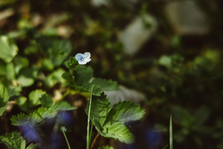 a small white flower sitting on top of a lush green field, a macro photograph, unsplash, blue, forest floor, sheltering under a leaf, cinematic shot ar 9:16 -n 6 -g