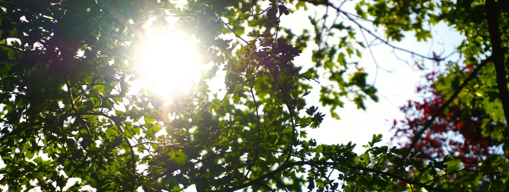the sun shines through the leaves of a tree, by Jan Rustem, low dof, midsummer, jonathan ivy, mixed art