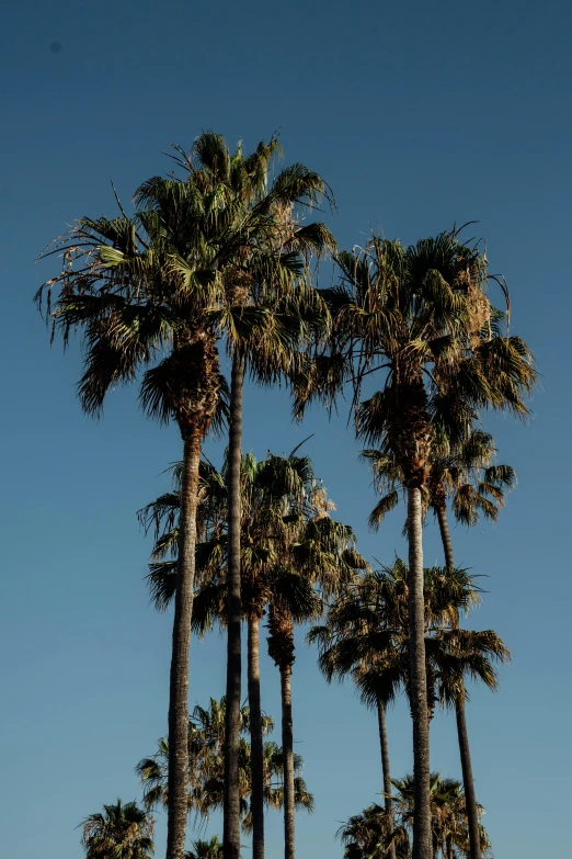 a group of palm trees sitting on top of a lush green field, unsplash, visual art, cloudless blue sky, santa monica beach, late summer evening, view from the streets