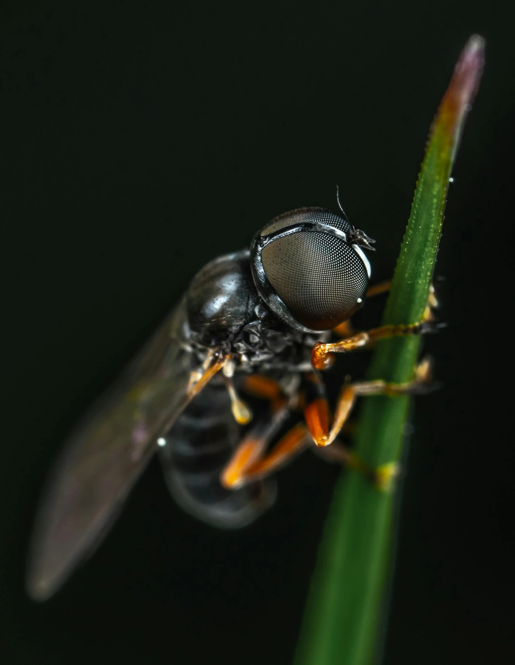 a close up of a fly on a plant, a macro photograph, by Jan Rustem, pexels contest winner, hurufiyya, avatar image, profile image, full body close-up shot, photographed for reuters