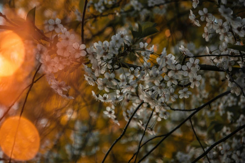 a close up of a tree with white flowers, a picture, inspired by Elsa Bleda, unsplash contest winner, at sunset in autumn, 2 0 0 0's photo, shot on sony a 7 iii, sun puddle