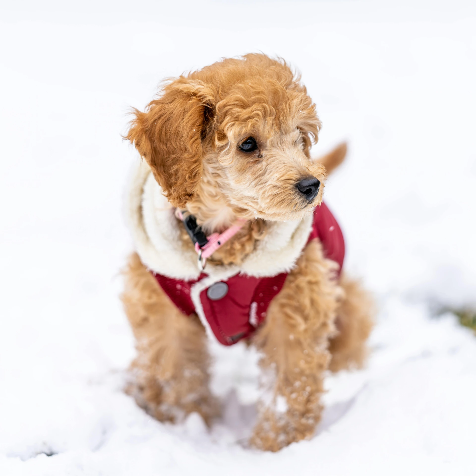 a small brown dog sitting in the snow, pexels contest winner, cool red jacket, curly haired, ƒ/5.6, puppies