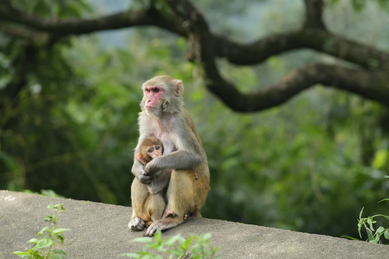 a monkey sitting on top of a rock next to a tree, caring fatherly wide forehead, in hong kong, babies in her lap, uttarakhand