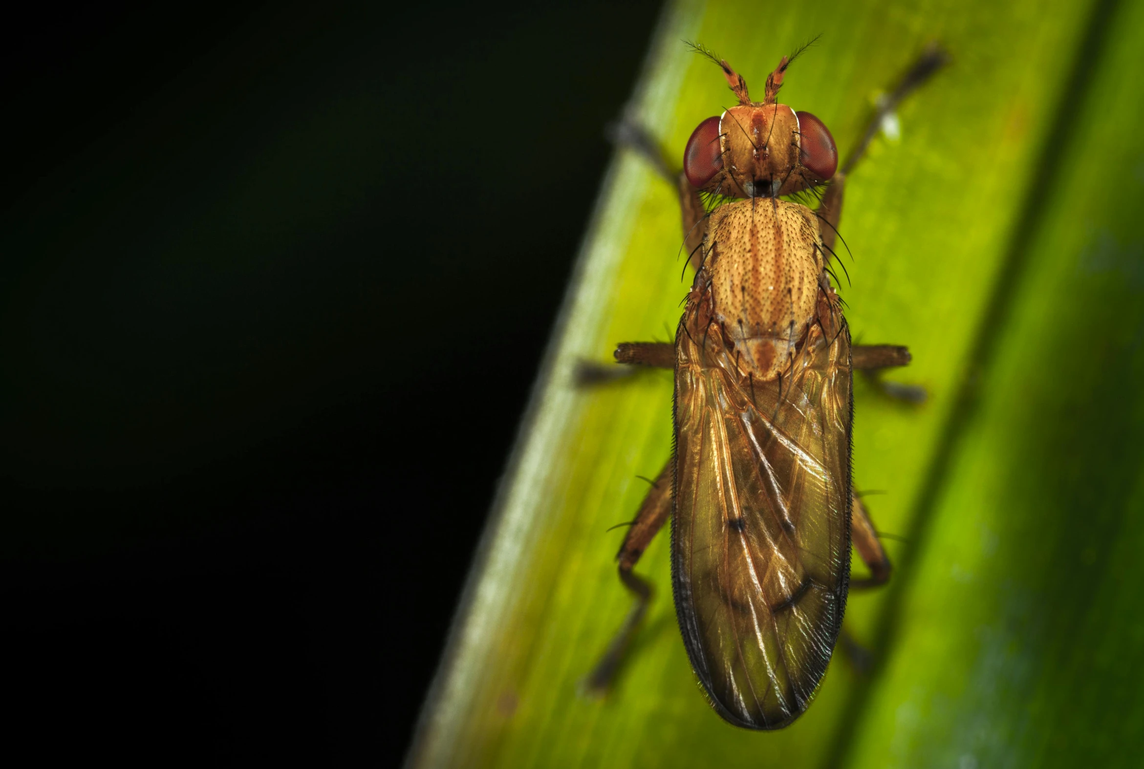 a close up of a fly on a leaf, a macro photograph, pexels contest winner, hurufiyya, avatar image, malt, at night, brown