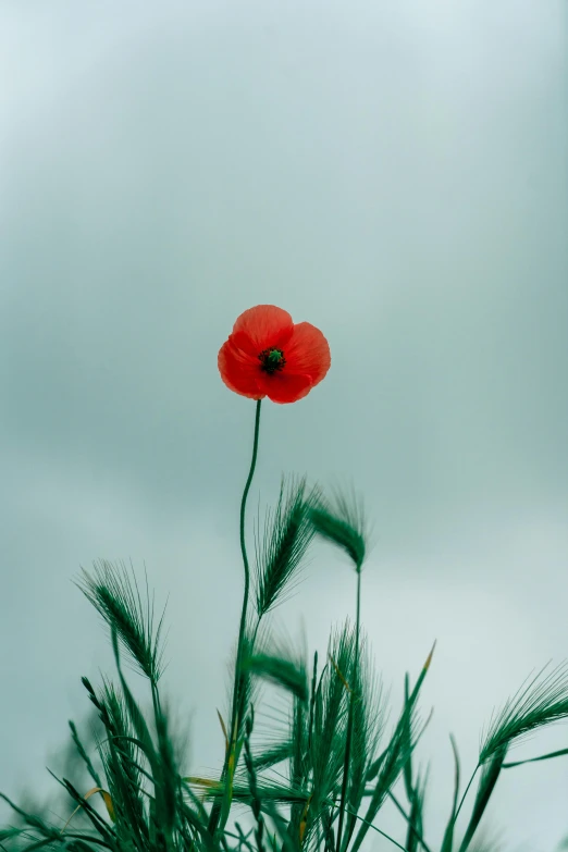 a red flower sitting on top of a lush green field, an album cover, unsplash, on a gray background, poppy, tall, overcast