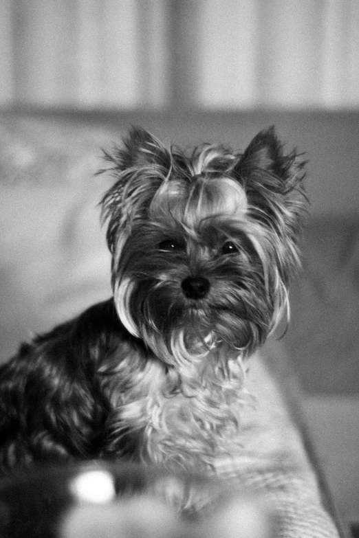 a small dog sitting on top of a couch, a black and white photo, flickr, yorkshire terrier, ((portrait)), фото девушка курит, beautiful face!