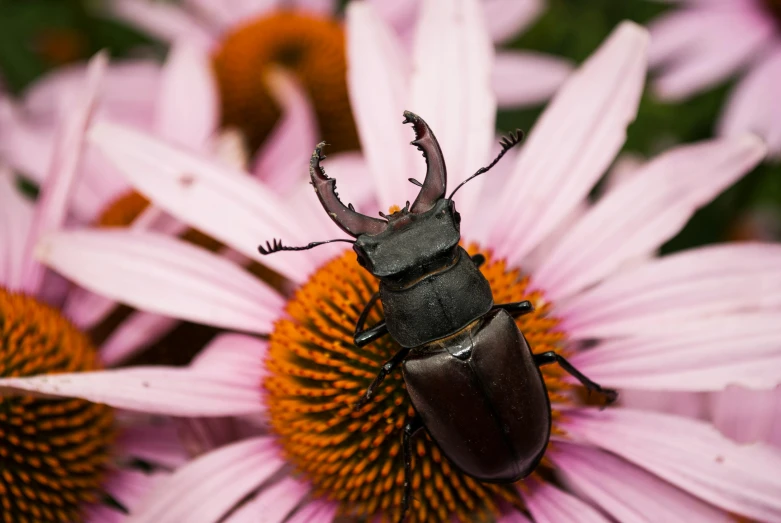 a beetle sitting on top of a purple flower, by Carey Morris, pexels contest winner, john lennon as a stag beetle, pink bees, top - down photo, 🦩🪐🐞👩🏻🦳