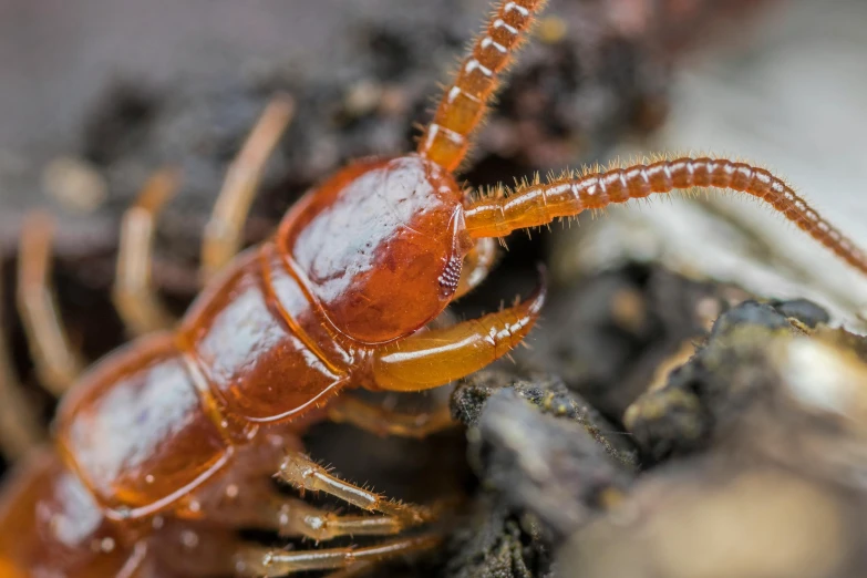 a close up of a small insect on the ground, by Lee Loughridge, plasticien, centipede, tick helmet, thumbnail, brown