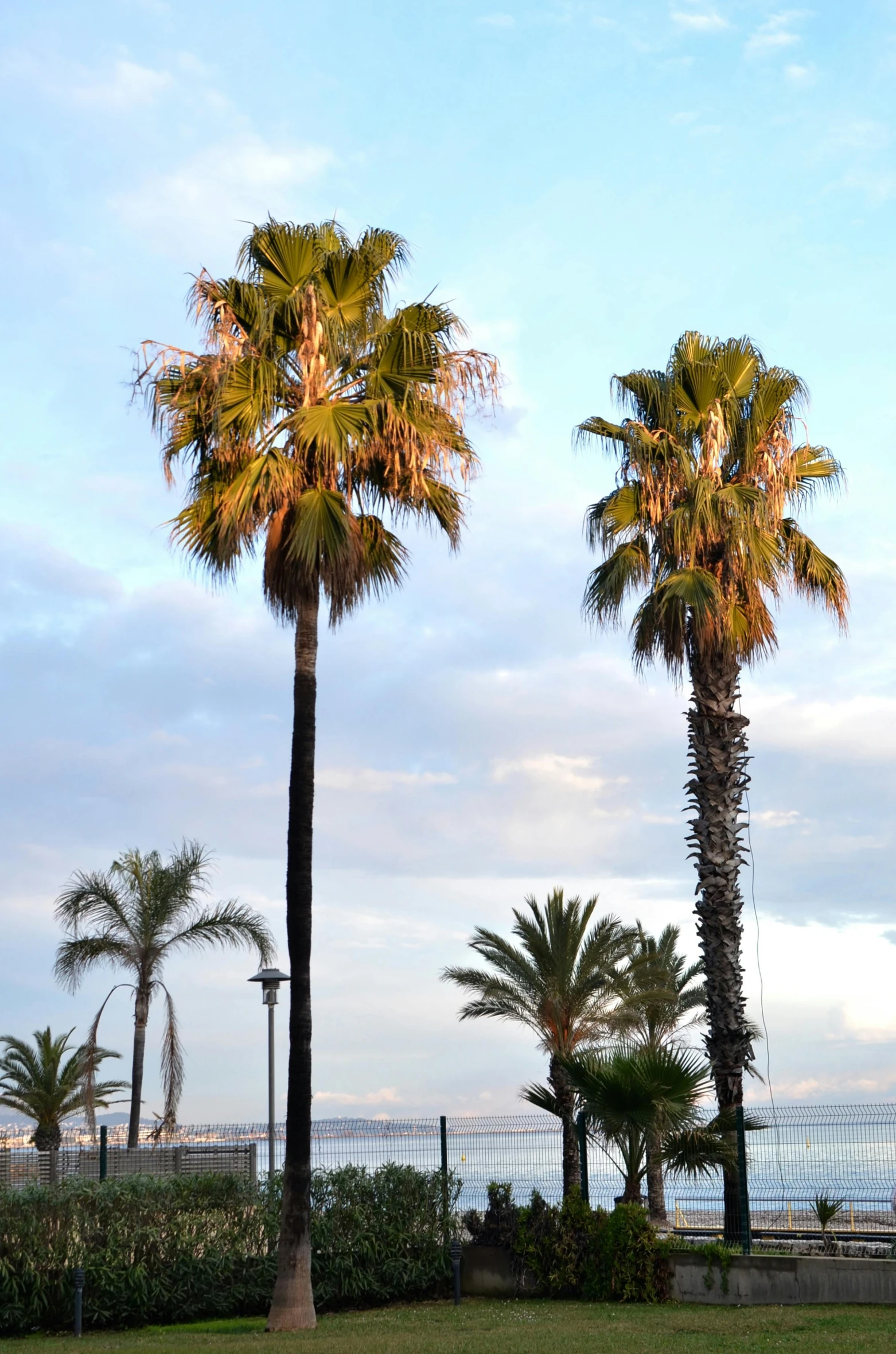 a couple of palm trees sitting on top of a lush green field, inspired by Tomàs Barceló, happening, standing on the beach at sunset, view from across the street, palme d'or winner, split near the left