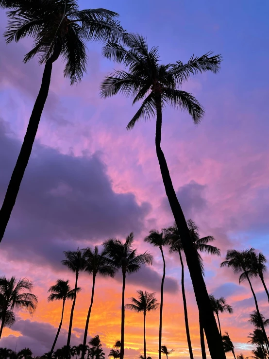 palm trees are silhouetted against a sunset sky, by Robbie Trevino, pexels contest winner, tall purple and pink trees, hawaii, instagram post, instagram story