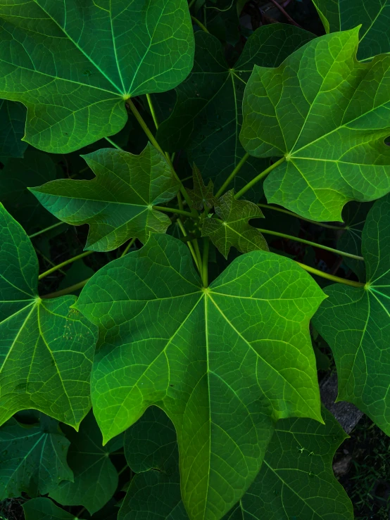 a close up of a plant with green leaves, large vines, award-winning photograph, fan favorite, high angle