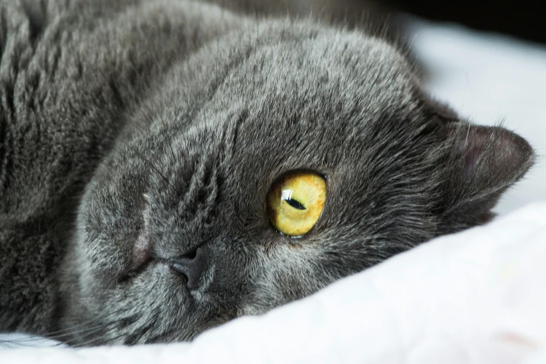 a close up of a cat laying on a bed, moonlight grey, coloured, sleek yellow eyes, tufty whiskers