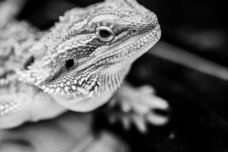 a black and white photo of a lizard, by Adam Marczyński, pet animal, dragon, fine art print, handsome girl