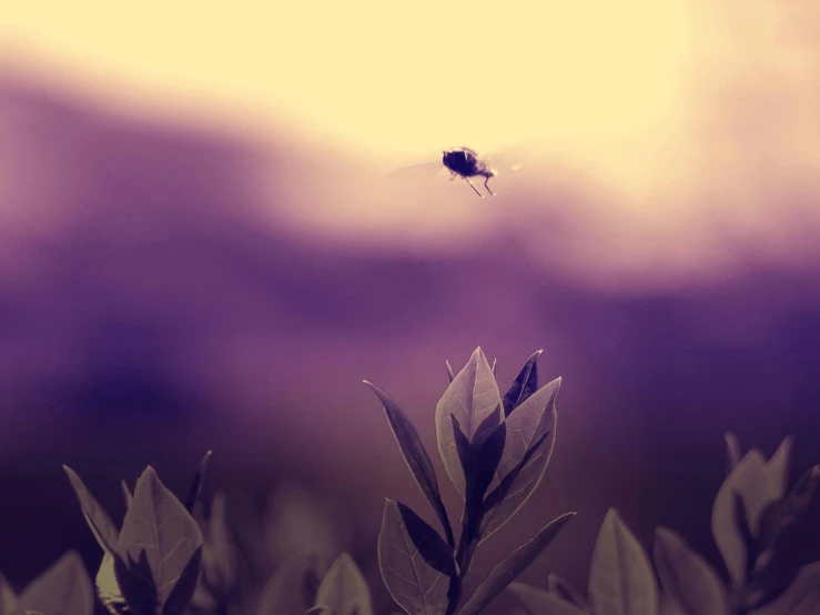 a bug sitting on top of a green plant, pexels contest winner, hurufiyya, flying through sunset, purple - tinted, monochrome, lo-fi art