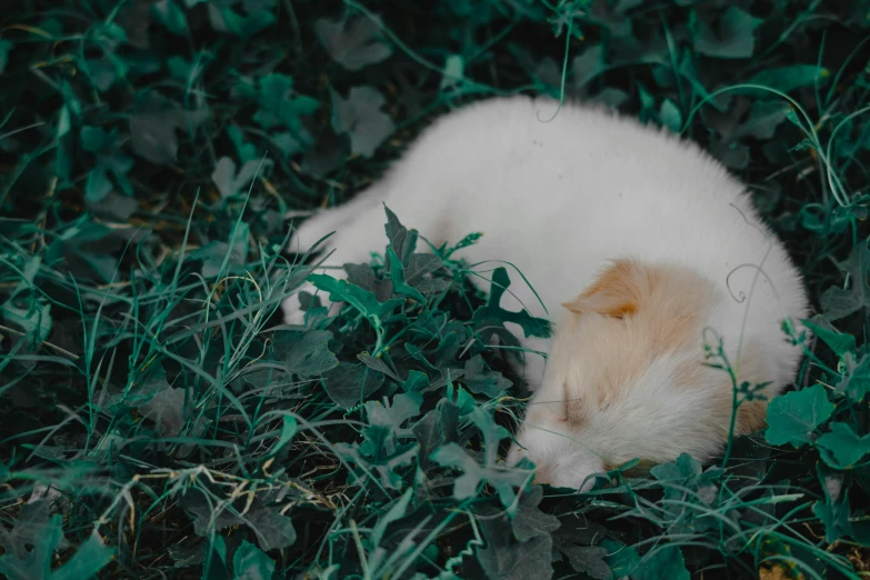 a cat that is laying down in the grass, an album cover, by Elsa Bleda, trending on unsplash, fan favorite, puppy, with soft bushes, ermine