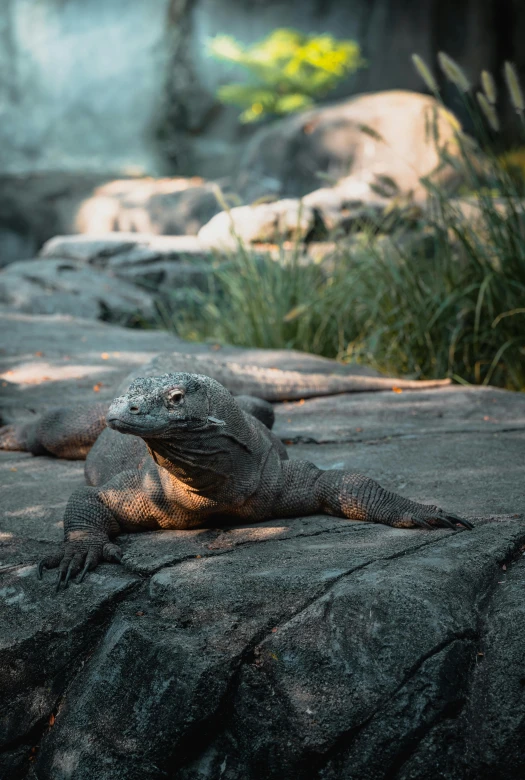 a large lizard laying on top of a rock, gazing at the water, in the zoo exhibit, quixel megascans, evening sun