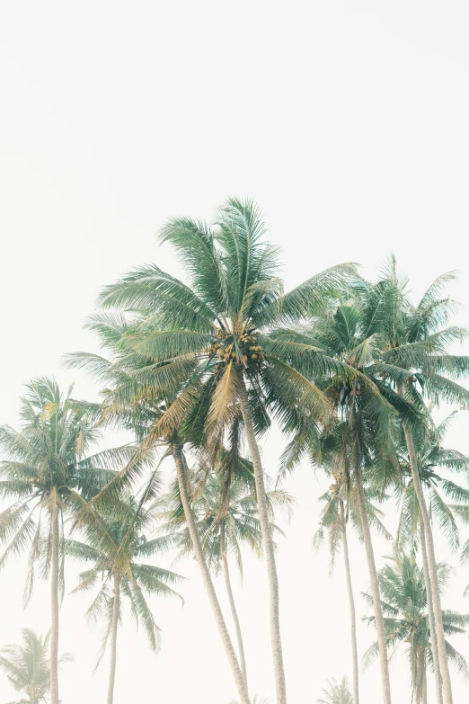 a man riding a surfboard on top of a sandy beach, a picture, by Rachel Reckitt, trending on unsplash, minimalism, coconut palms, ((trees)), view from below, set against a white background