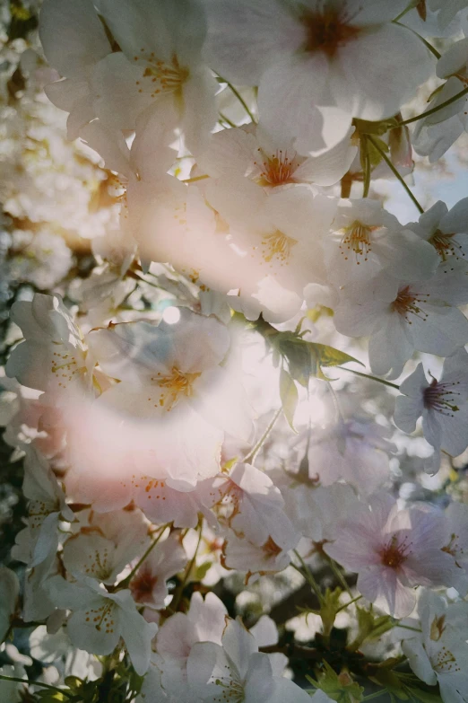 a close up of a bunch of white flowers, by Eizan Kikukawa, trending on unsplash, light and space, petra collins, flowing sakura silk, face partially obscured, with the sun shining on it