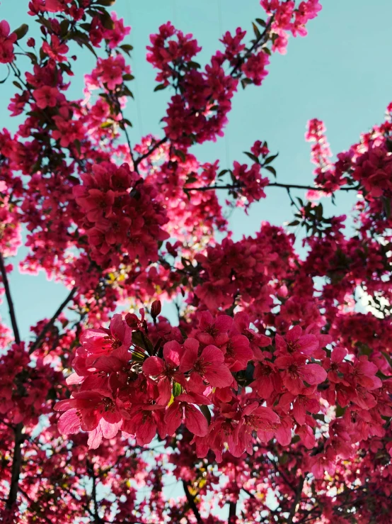 a tree with pink flowers against a blue sky, by Anna Haifisch, unsplash, red and magenta flowers, taken on iphone 14 pro, 🎀 🍓 🧚, unsplash photo contest winner