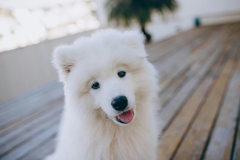 a white dog sitting on top of a wooden floor, fluffy face, instagram post, up-close, shot with sony alpha 1 camera