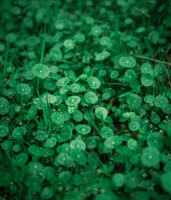 a field of green clovers covered in water droplets, inspired by Elsa Bleda, pexels contest winner, highly detailed textured 8k, 35mm of a very cute, today\'s featured photograph 4k, instagram post