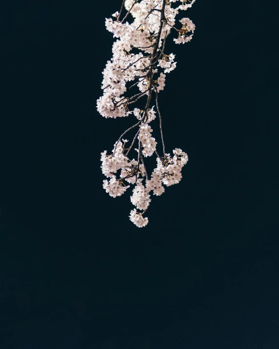 a cherry tree in full bloom against a dark blue sky, an album cover, inspired by Elsa Bleda, trending on unsplash, sōsaku hanga, delicate details, ☁🌪🌙👩🏾, night photo, in front of a black background